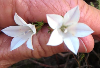 Prismatocarpus fruticosus, photographed by linkie