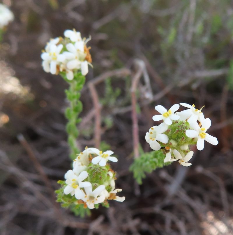 Selago scabrida, photographed by linkie