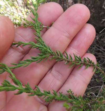 Selago scabrida, photographed by linkie