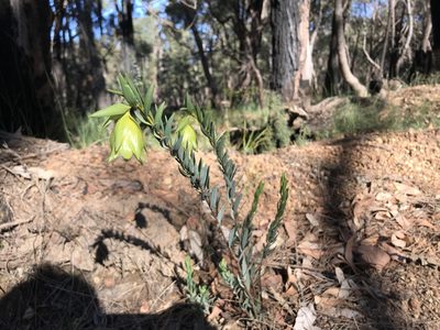 Pimelea suaveolens, photographed by Cal Wood