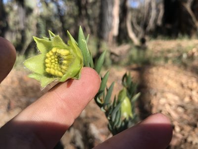 Pimelea suaveolens, photographed by Cal Wood