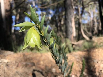 Pimelea suaveolens, photographed by Cal Wood