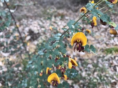 Bossiaea aquifolium, photographed by Cal Wood