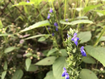 Salvia hispanica, photographed by Luis F. Ramírez