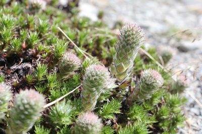 Nassauvia magellanica, photographed by Romi Galeota Lencina