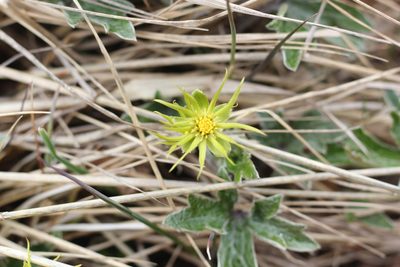 Hamadryas magellanica, photographed by Romi Galeota Lencina
