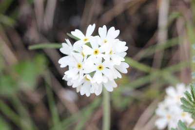 Primula magellanica, photographed by Romi Galeota Lencina