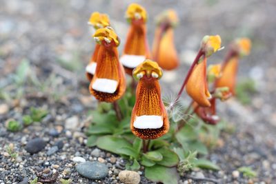 Calceolaria uniflora, photographed by Romi Galeota Lencina