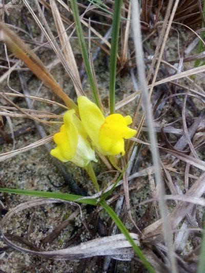 Linaria polygalifolia, photographed by Ivo Rosa
