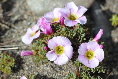 Oxalis enneaphylla, photographed by Romi Galeota Lencina