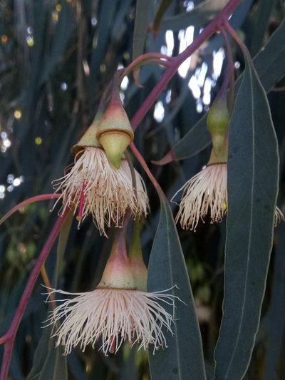 Eucalyptus tricarpa, photographed by Karim Haddad