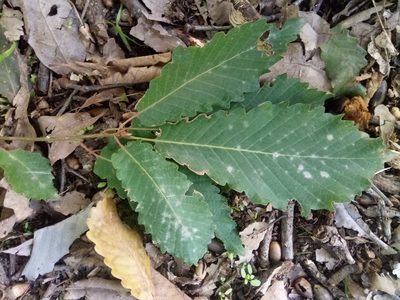 Quercus canariensis, photographed by Karim Haddad