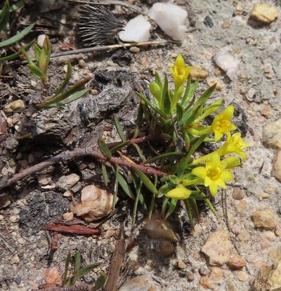 Gnidia simplex, photographed by linkie