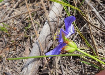 Aristea juncifolia, photographed by linkie
