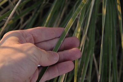 Yucca campestris, photographed by Eric Knight