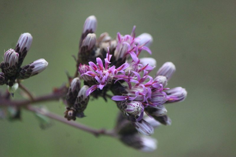 Acourtia hidalgoana, photographed by José Belem Hernández Díaz
