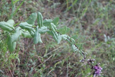 Acourtia hidalgoana, photographed by José Belem Hernández Díaz