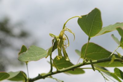 Bauhinia pentandra, photographed by Ramon and Suzanne Vargas