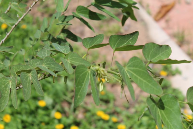 Bauhinia pentandra, photographed by Ramon and Suzanne Vargas