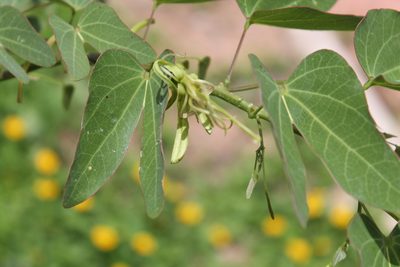 Bauhinia pentandra, photographed by Ramon and Suzanne Vargas