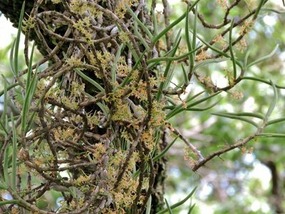 Tridactyle tridentata, photographed by i_c_riddell