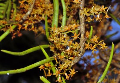 Tridactyle tridentata, photographed by i_c_riddell