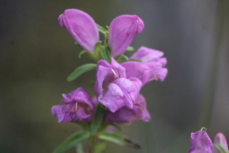 Lamourouxia dasyantha, photographed by José Belem Hernández Díaz