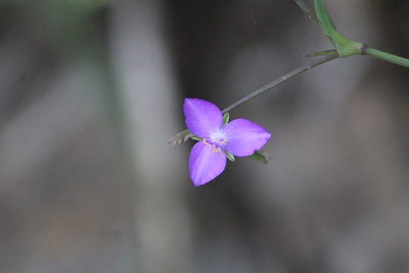 Gibasis pulchella, photographed by José Belem Hernández Díaz