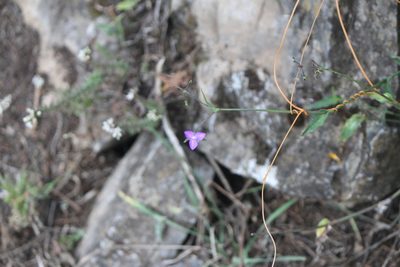 Gibasis pulchella, photographed by José Belem Hernández Díaz