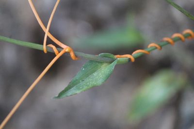 Gibasis pulchella, photographed by José Belem Hernández Díaz