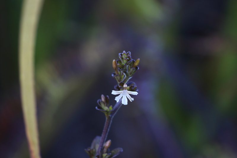 Scaevola beckii, photographed by Richard Fuller