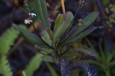 Scaevola beckii, photographed by Richard Fuller