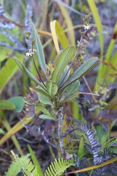 Scaevola beckii, photographed by Richard Fuller