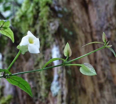Thunbergia dregeana, photographed by Peter Warren