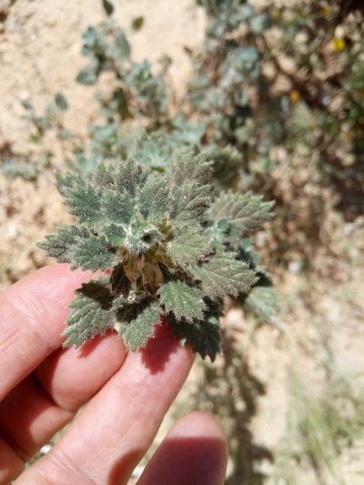 Forsskaolea tenacissima, photographed by Karim Haddad