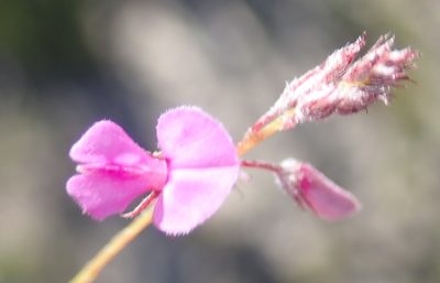 Indigofera outeniquensis, photographed by Nicola van Berkel