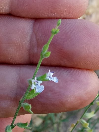 Salvia aegyptiaca, photographed by Karim Haddad