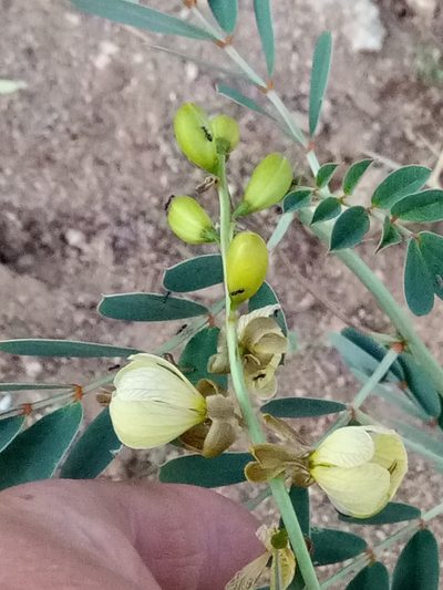 Senna italica, photographed by Karim Haddad