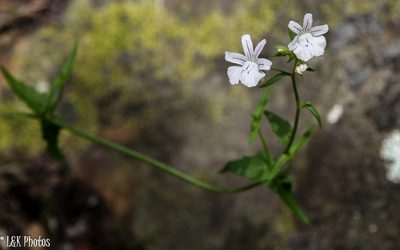 Nemesia diffusa, photographed by lallen