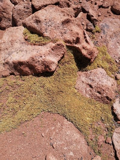 Pycnophyllum bryoides, photographed by Aira Francisca Faúndez Fallau
