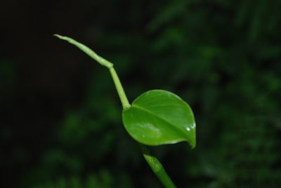 Philodendron aurantiifolium, photographed by Quentin Groom