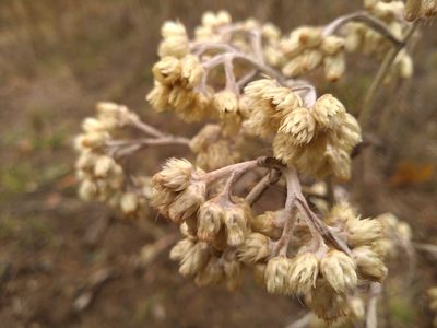 Pseudognaphalium macounii, photographed by agbelliveau