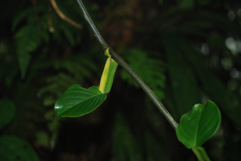 Philodendron aurantiifolium, photographed by Quentin Groom