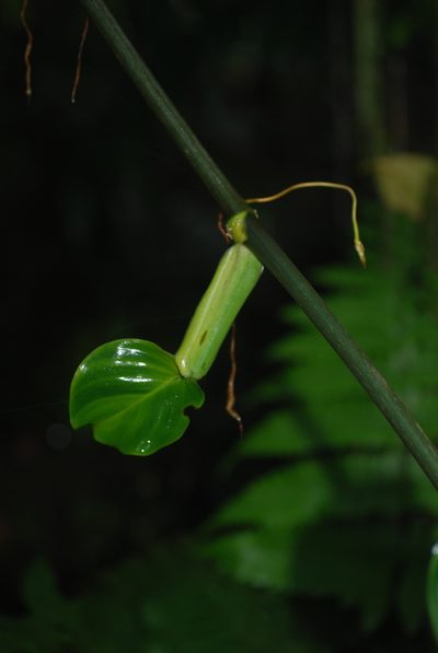 Philodendron aurantiifolium, photographed by Quentin Groom