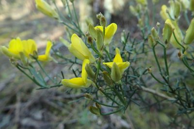 Stauracanthus genistoides, photographed by Duarte Frade