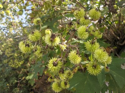 Montanoa grandiflora, photographed by Zoltán Stekkelpak
