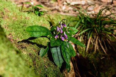 Polygala arcuata, photographed by 國立臺灣博物館