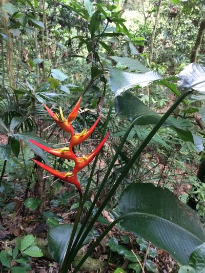 Heliconia farinosa, photographed by B. Phalan