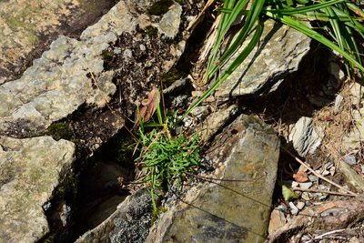 Myriactis humilis, photographed by 國立臺灣博物館