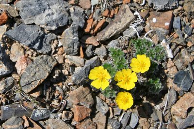Potentilla subvahliana, photographed by J Straka